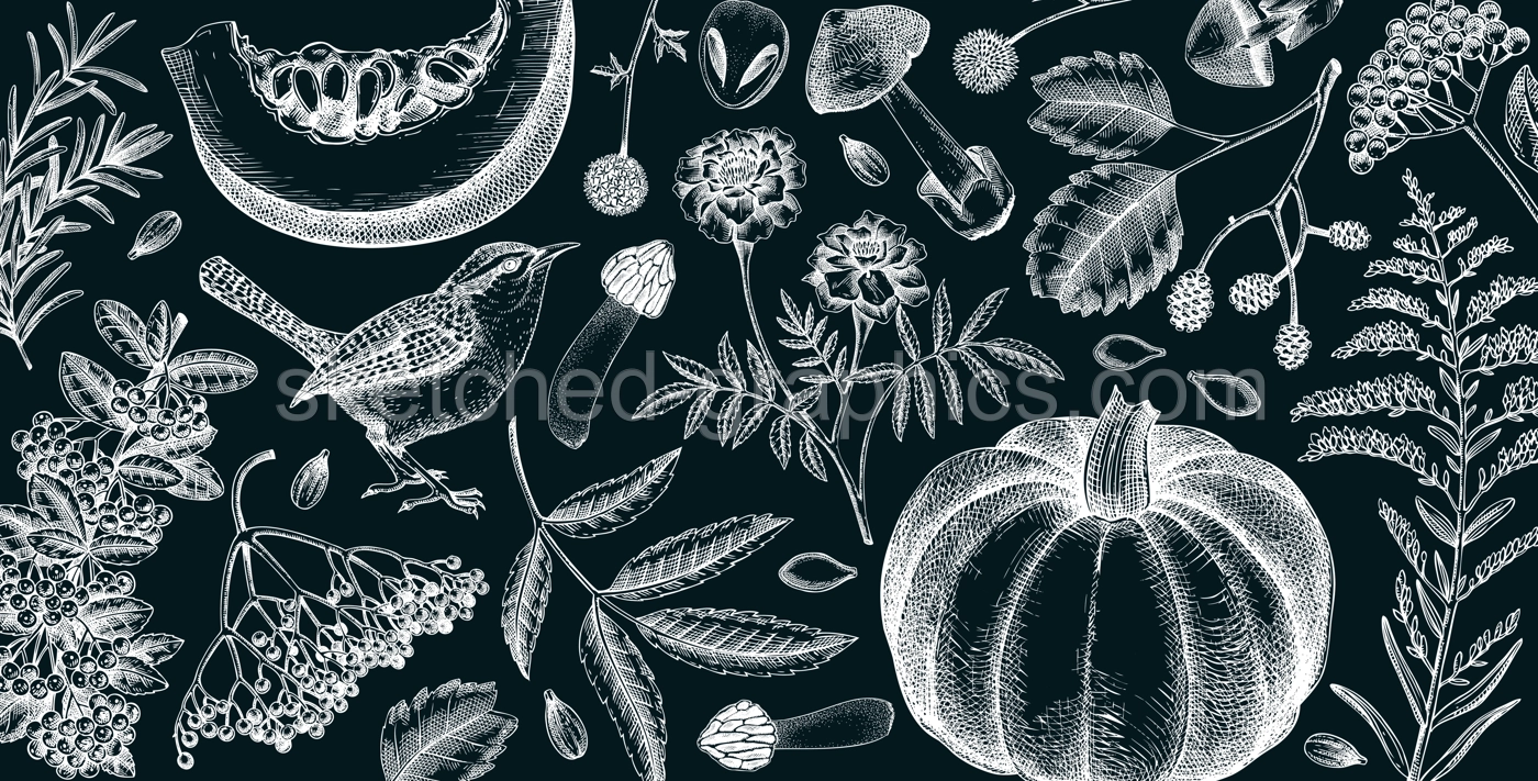 Vintage autumn background. Fall leaves, pumpkins, berries, mushrooms sketches on chalkboard. Hand-drawn vector illustration. Botanical banner design. NOT AI generated Illustration